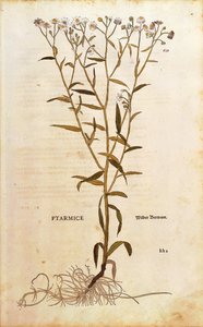 Milenrama - Achillea ptarmica por Leonhart Fuchs de De historia stirpium commentarii insignes, grabado coloreado de Leonhard Fuchs