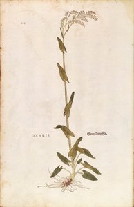 Acedera o espinaca - Rumex acetosa (Oxalis) por Leonhart Fuchs de De historia stirpium commentarii insignes (Notable Commentaries on the History of Plants), grabado coloreado