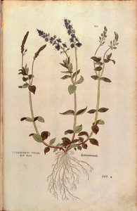 Verónica - Veronica officinalis o Verónica azul compacta - Veronica allionii (Chamaedrys vulgaris mas) por Leonhart Fuchs de De historia stirpium commentarii insignes (Notable Commentaries on the History of Plants), grabado coloreado