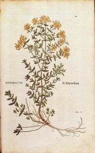 Hierba de San Juan (Hypericum perforatum) por Leonhart Fuchs de De historia stirpium commentarii insignes (Notable Commentaries on the History of Plants), grabado coloreado de Leonhard Fuchs