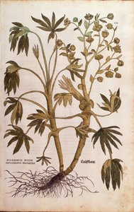 Helleboro fétido o hierba de estiércol - Helleborus foetidus (Helleborus niger adulterinus sylvestris) por Leonhart Fuchs de De historia stirpium commentarii insignes (Notable Commentaries on the History of Plants), grabado coloreado de Leonhard Fuchs