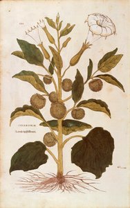 Estramonio - Datura stramonium por Leonhart Fuchs de De historia stirpium commentarii insignes, grabado coloreado de Leonhard Fuchs