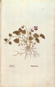Violeta (Viola odorata) por Leonhart Fuchs de De historia stirpium commentarii insignes, grabado coloreado de Leonhard Fuchs