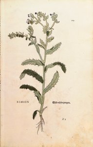 Viborera o hierba azul - Echium vulgare (Echion) de Leonhart Fuchs de De historia stirpium commentarii insignes (Comentarios notables sobre la historia de las plantas), grabado coloreado de Leonhard Fuchs
