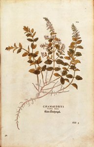 Germander de pared - Teucrium chamaedrys por Leonhart Fuchs de De historia stirpium commentarii insignes, grabado coloreado