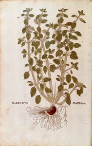 Marrubio blanco (Marrubium vulgare) de Leonhart Fuchs de De historia stirpium commentarii insignes (Comentarios notables sobre la historia de las plantas), grabado coloreado de Leonhard Fuchs