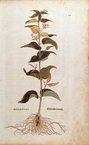 Vincetóxico blanco (Cynanchum vincetoxicum) de Leonhard Fuchs