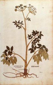 Angélica Silvestre (Angelica sylvestris) de Leonhart Fuchs de De historia stirpium commentarii insignes (Comentarios Notables sobre la Historia de las Plantas)