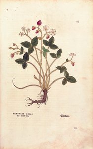 Fresa silvestre - Fragaria vesca (Fragaria maior et minor) de De historia stirpium commentarii insignes (Notable Commentaries on the History of Plants) de Leonhard Fuchs