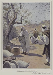 Ilustración de Rose d