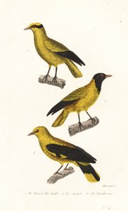 Especies de Oriole. de Leopold Massard