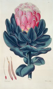 Protea speciosa, Perigonia pistillum (lámina 12) de 