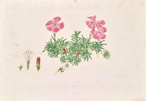 Clavel alpino (Dianthus alpinus)
