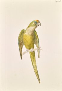 Loro