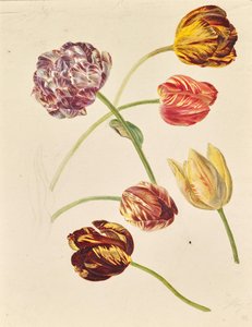 Tulipanes de Leopold von Stoll