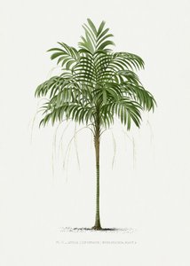  de Les Palmiers Histoire Iconographique