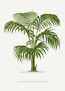  de Les Palmiers Histoire Iconographique