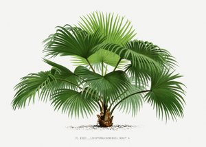  de Les Palmiers Histoire Iconographique