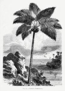  de Les Palmiers Histoire Iconographique