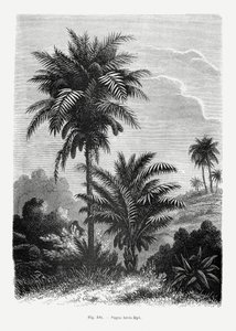  de Les Palmiers Histoire Iconographique
