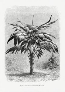  de Les Palmiers Histoire Iconographique