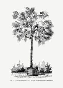  de Les Palmiers Histoire Iconographique