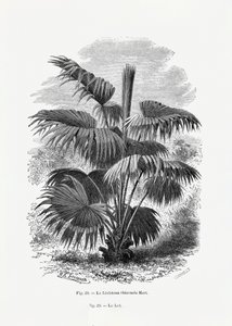  de Les Palmiers Histoire Iconographique