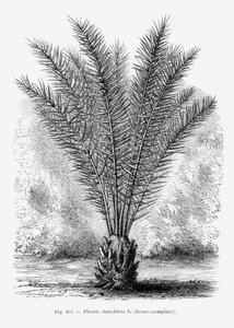  de Les Palmiers Histoire Iconographique