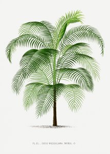  de Les Palmiers Histoire Iconographique