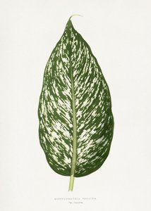  de Les Plantes a Feuillage Colore