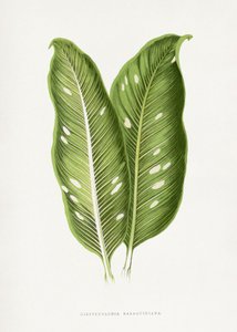  de Les Plantes a Feuillage Colore