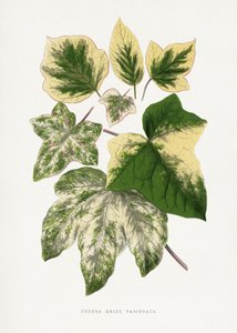  de Les Plantes a Feuillage Colore