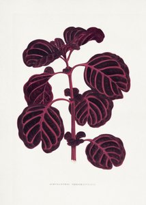  de Les Plantes a Feuillage Colore