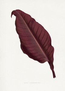  de Les Plantes a Feuillage Colore