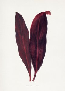  de Les Plantes a Feuillage Colore