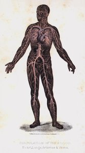 Circulación de la sangre, corazón, pulmones, arterias y venas