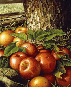 Manzanas y Tronco de Árbol
