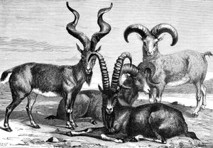 Ovejas de montaña y íbices, c. 1890 de Levy