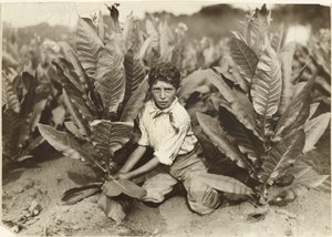 Recolector de diez años en la plantación de tabaco de Gildersleeve de Lewis W. Hine
