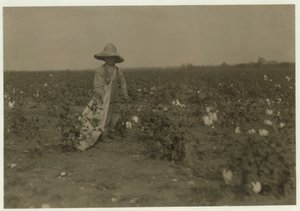 Willie Hesse de 5 años recoge 15 libras de algodón al día en la granja de 80 acres de sus padres cerca de West, Texas, 1913 de Lewis Wickes Hine