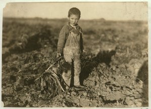 Jo de 6 años tirando remolachas azucareras en una granja cerca de Sterling, Colorado, 1915 de Lewis Wickes Hine
