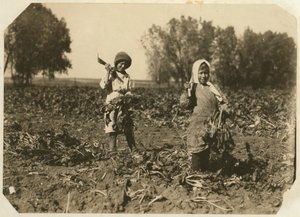 Amelia y Mary Luft, 9 y 12 años, cortando remolacha azucarera en una granja cerca de Sterling, Colorado, 1915 de Lewis Wickes Hine