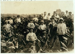 Granja de tabaco Goodrich, cerca de Gildersleeve, Connecticut, 1917 de Lewis Wickes Hine