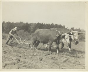 Escena rural en el centro de Maine, aún se utilizan muchos bueyes de Lewis Wickes Hine