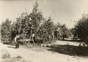 Sin título, ca. 1935 de Lewis Wickes Hine