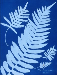 Cianotipo de Polypodium vulgare