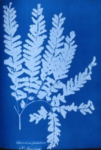 Cianotipo de un helecho norteamericano, Adiantum pedatum