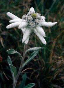 Edelweiss (foto) de Unbekannt Unbekannt
