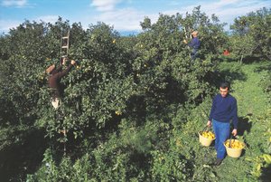 Cosecha de bergamota, Calabria, Italia de Unbekannt Unbekannt