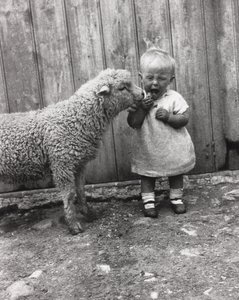 Cordero mostrando interés en el bocadillo de un niño pequeño, c 1930s de Unbekannt Unbekannt